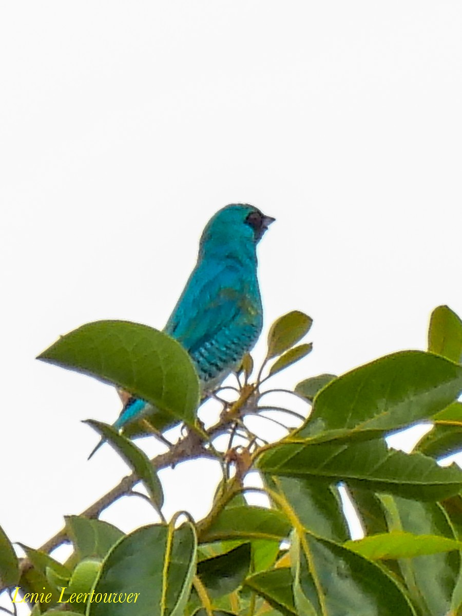 Swallow Tanager - ML644626724