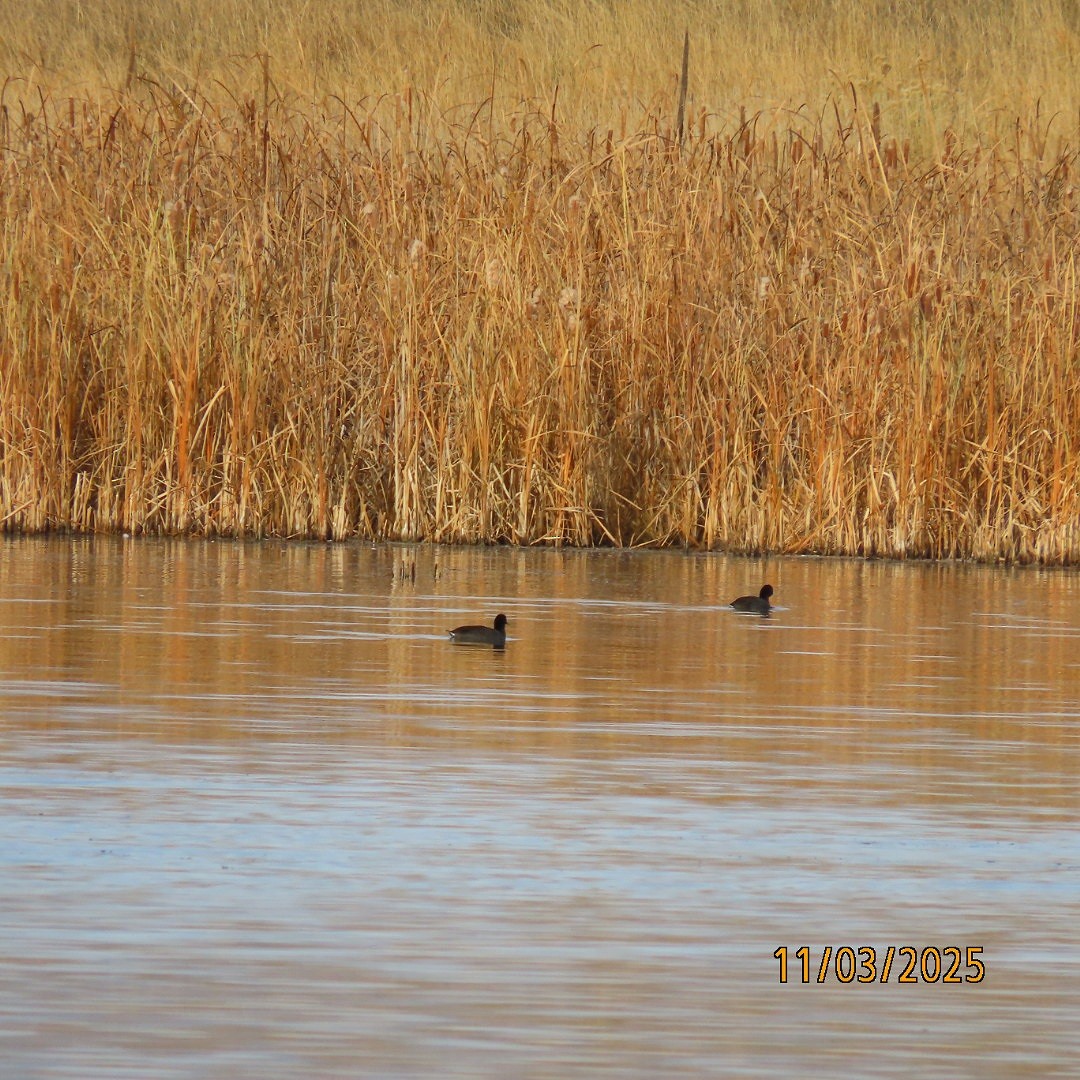 American Coot - ML644626725