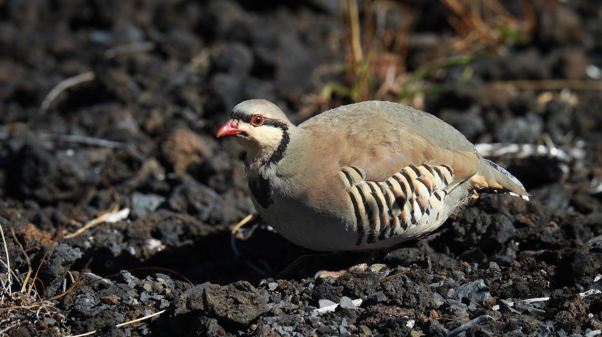 berghøne - ML644626726