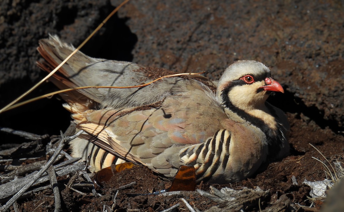 berghøne - ML644626731