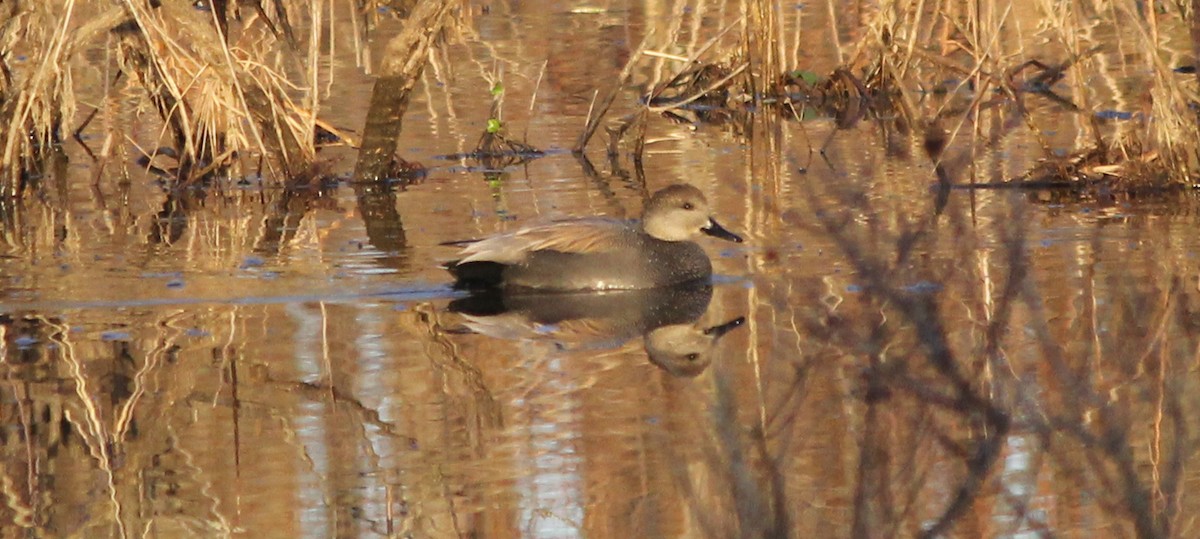 オカヨシガモ - ML644626732