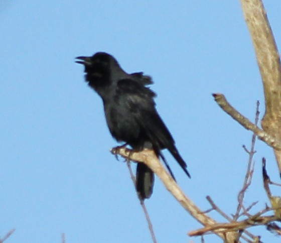 ウオガラス - ML644626738