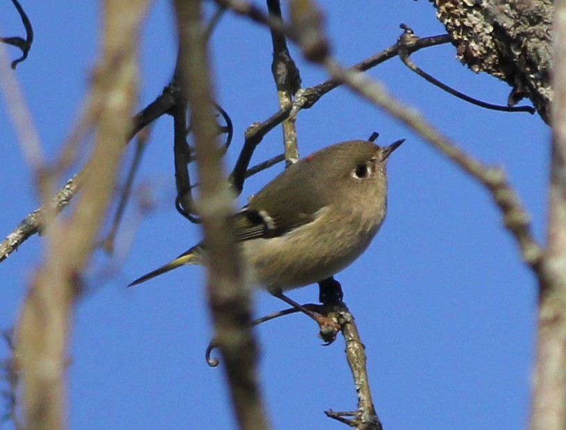 králíček americký - ML644626741