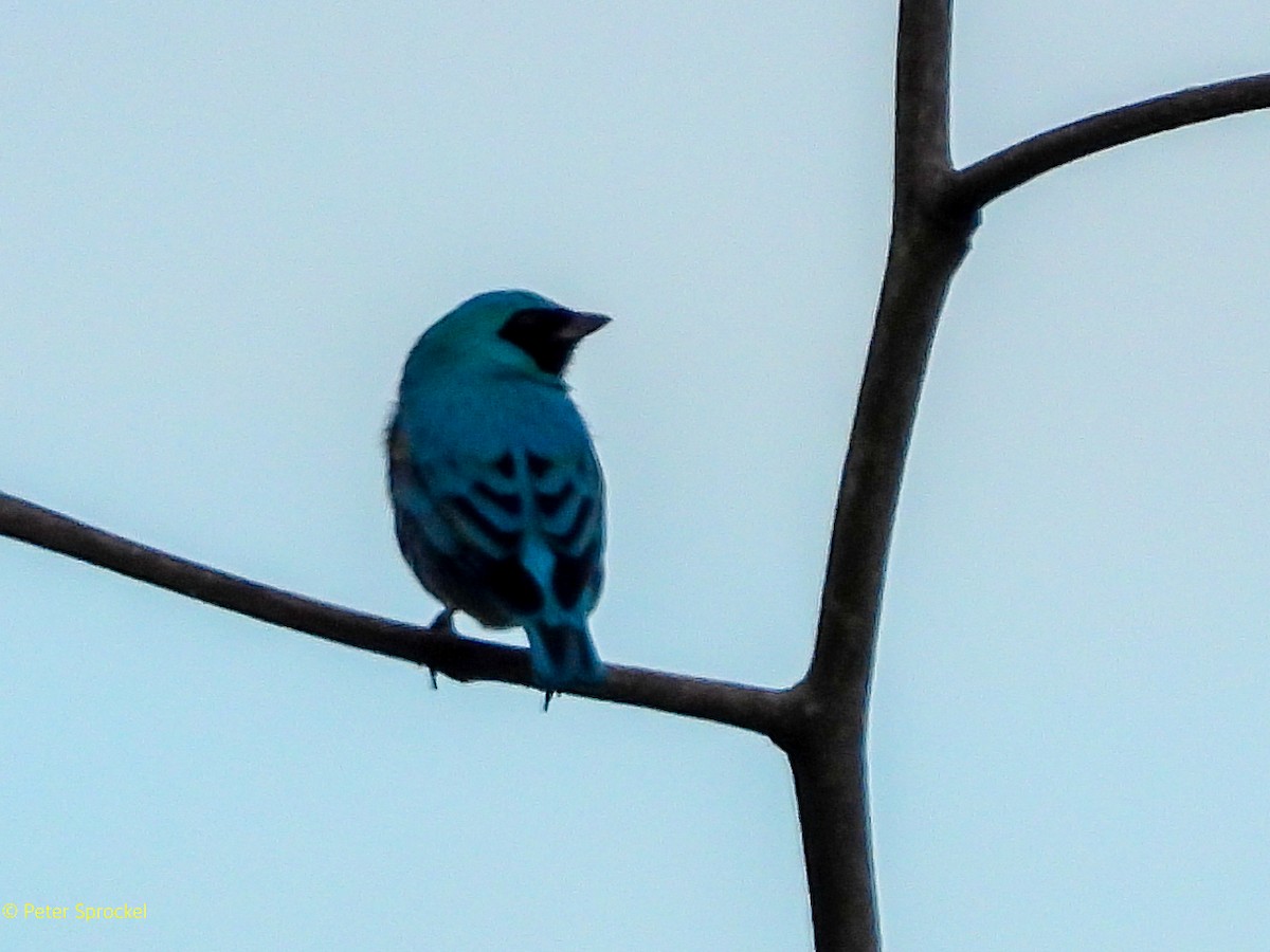 Swallow Tanager - ML644626742