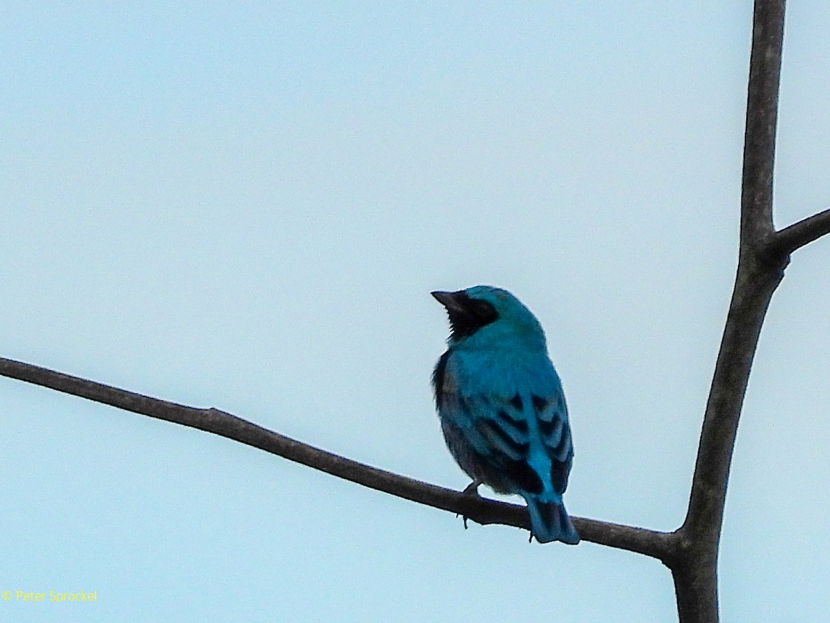 Swallow Tanager - ML644626743