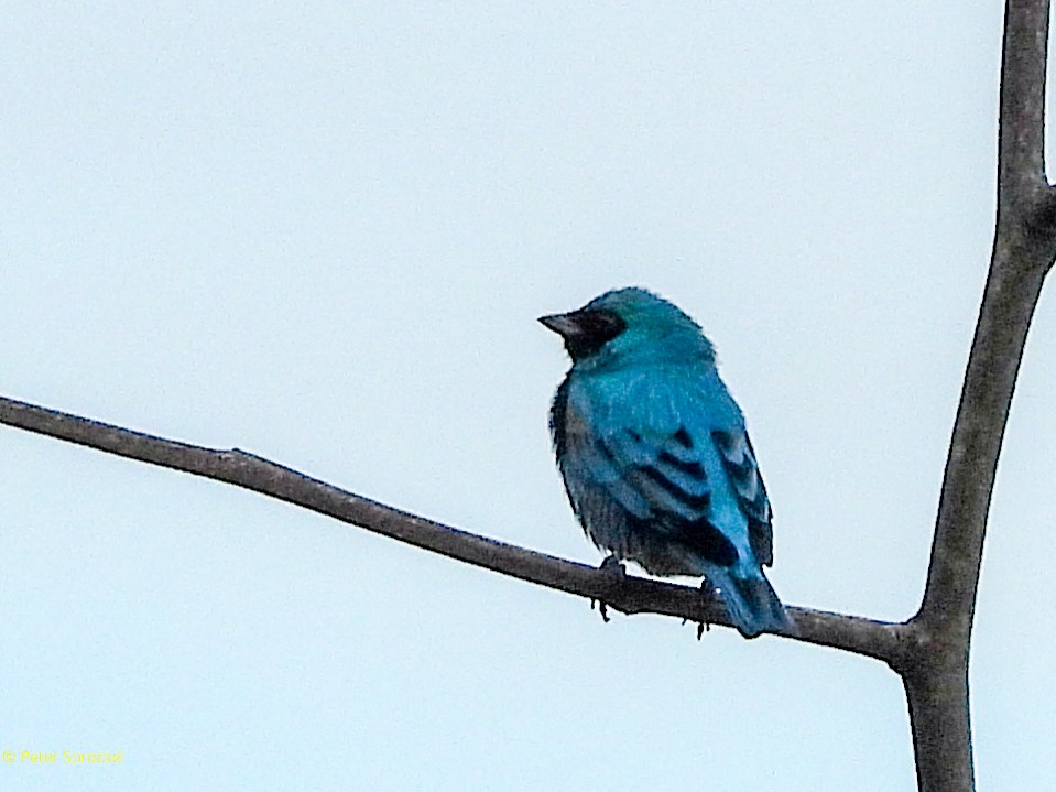 Swallow Tanager - ML644626744