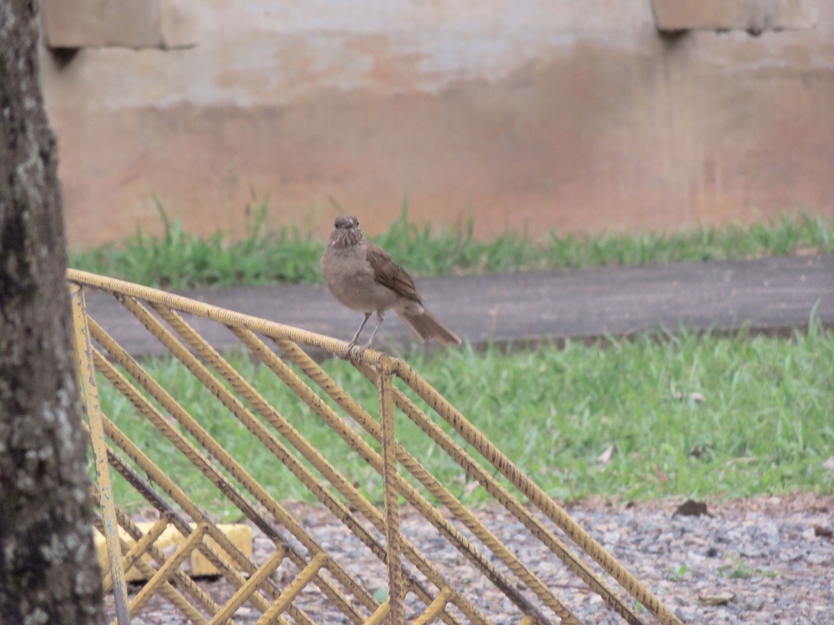 Pale-breasted Thrush - ML644626746