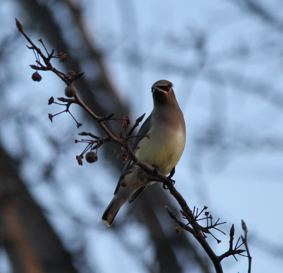 ציצנית אמריקנית - ML644626747