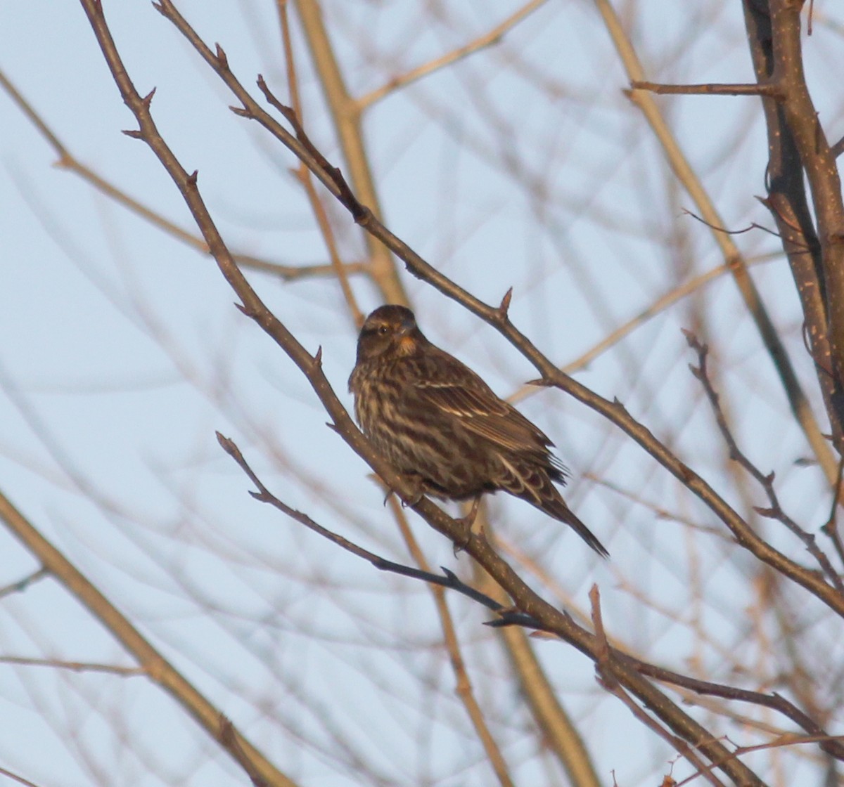 Red-winged Blackbird - ML644626752