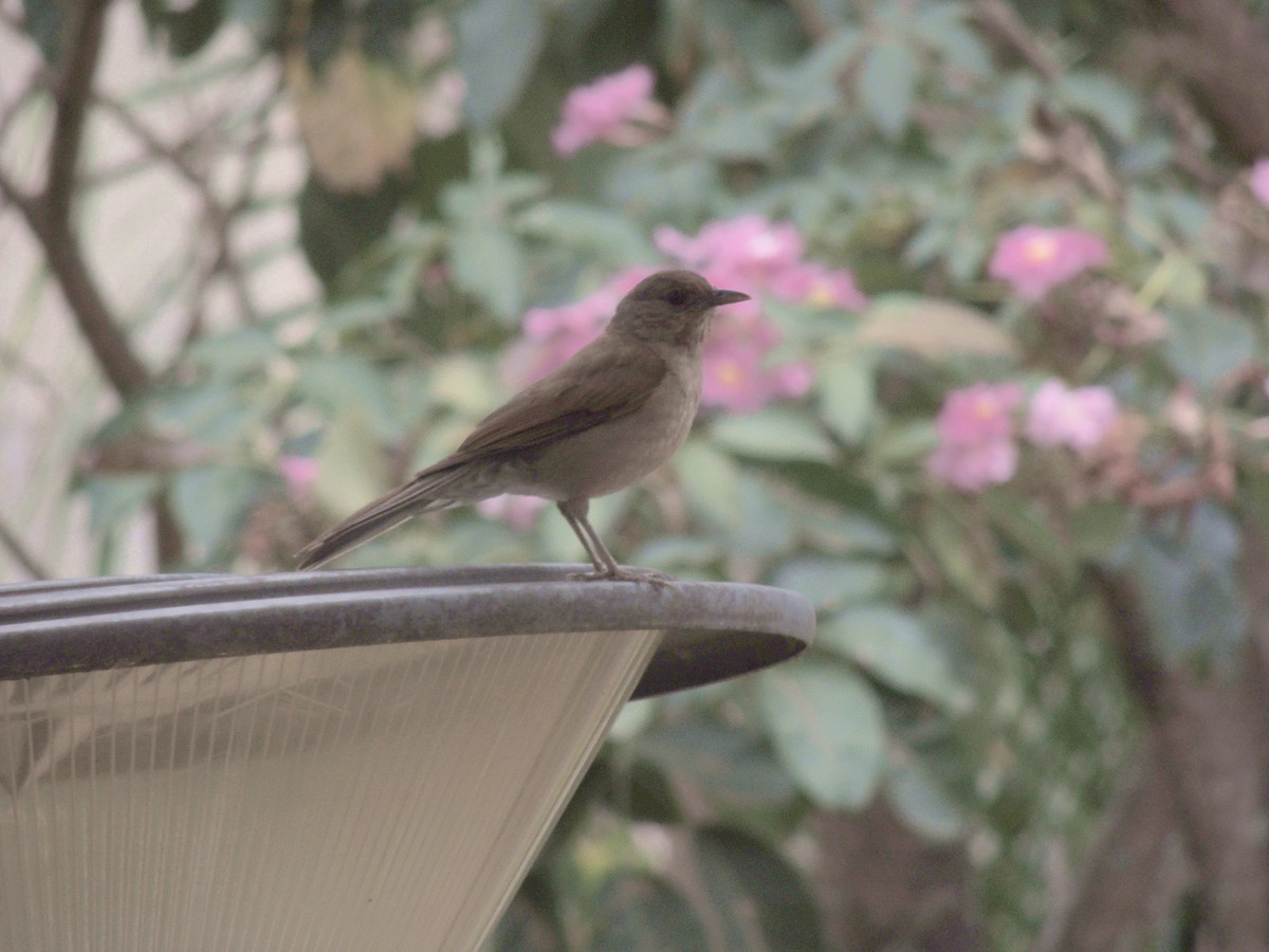 Pale-breasted Thrush - ML644626753