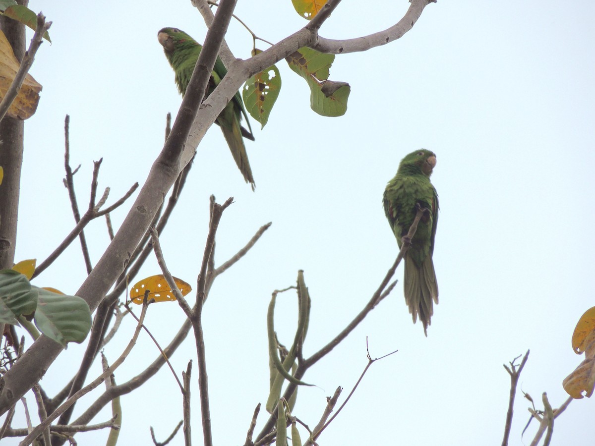 White-eyed Parakeet - ML644626757
