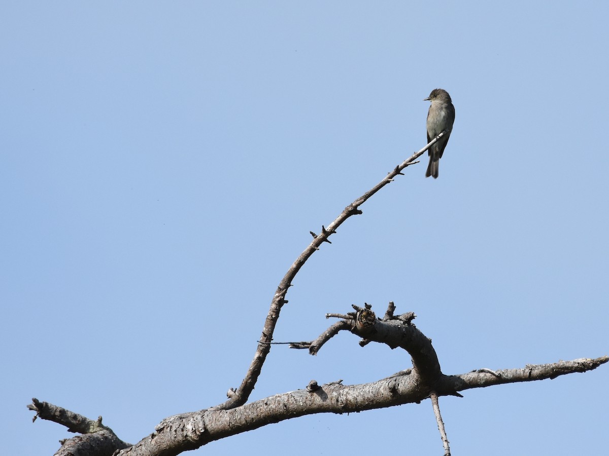 Pioui de l'Ouest - ML644626761