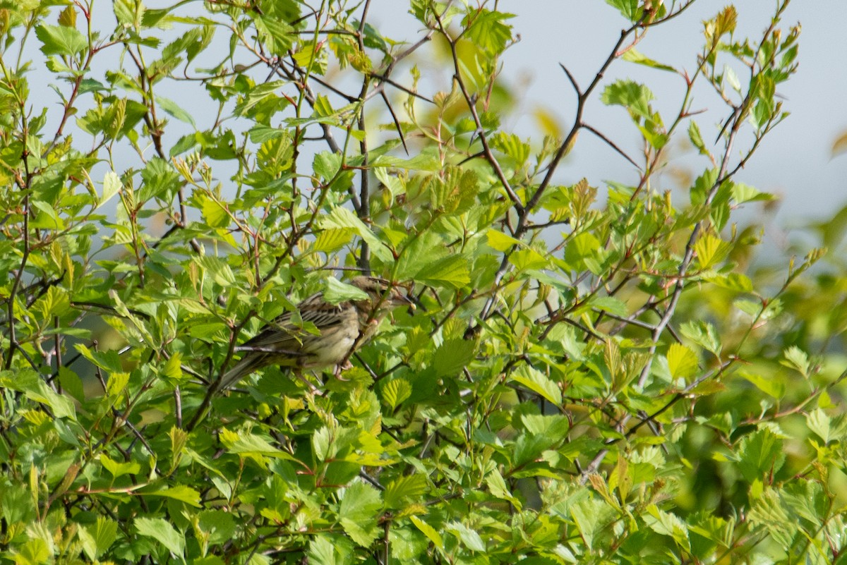 Bobolink - ML644626764