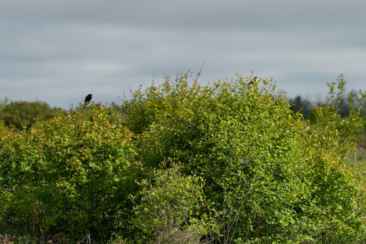 Bobolink - ML644626765