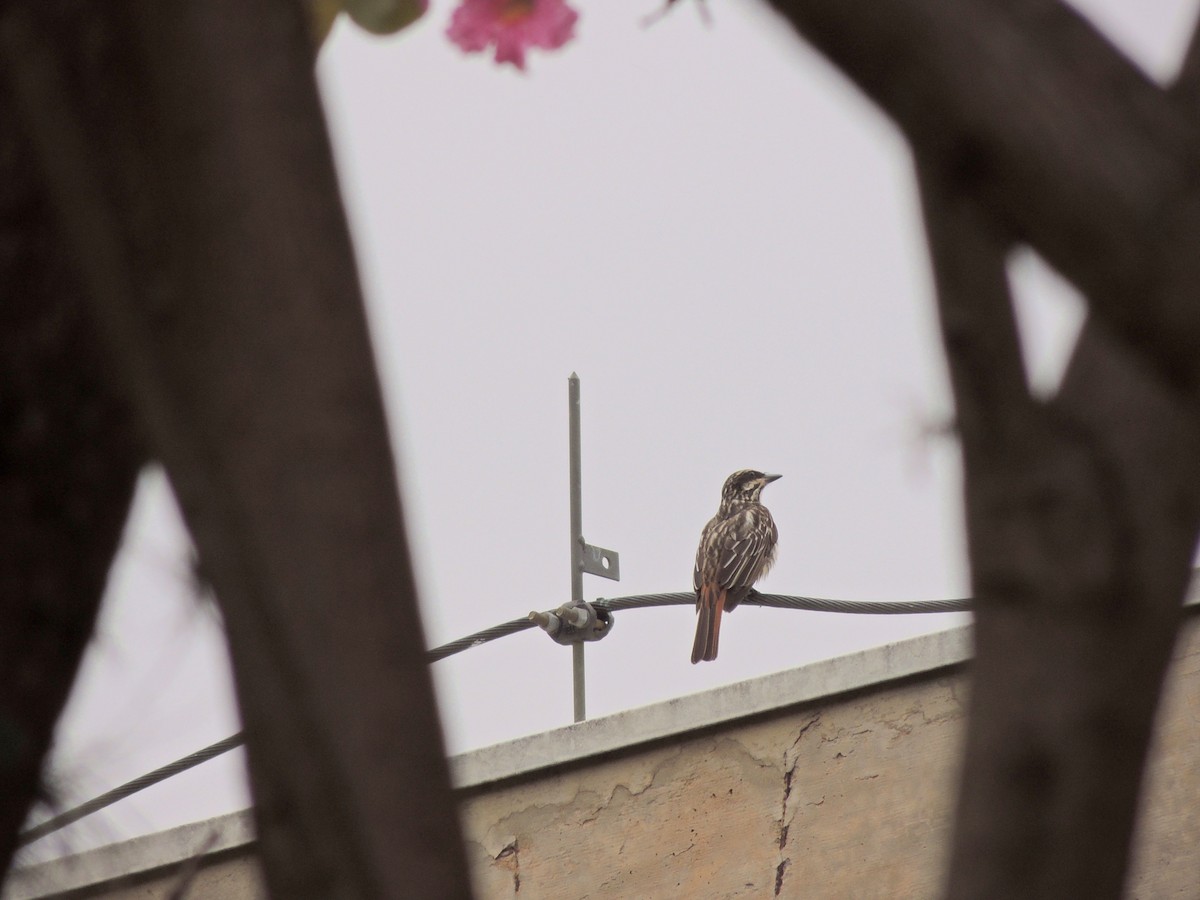 Streaked Flycatcher - ML644626767