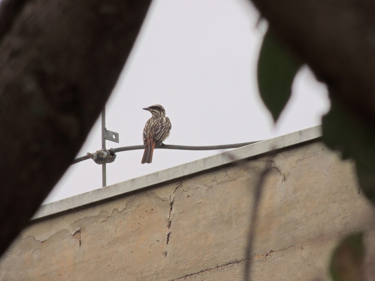 Streaked Flycatcher - ML644626770