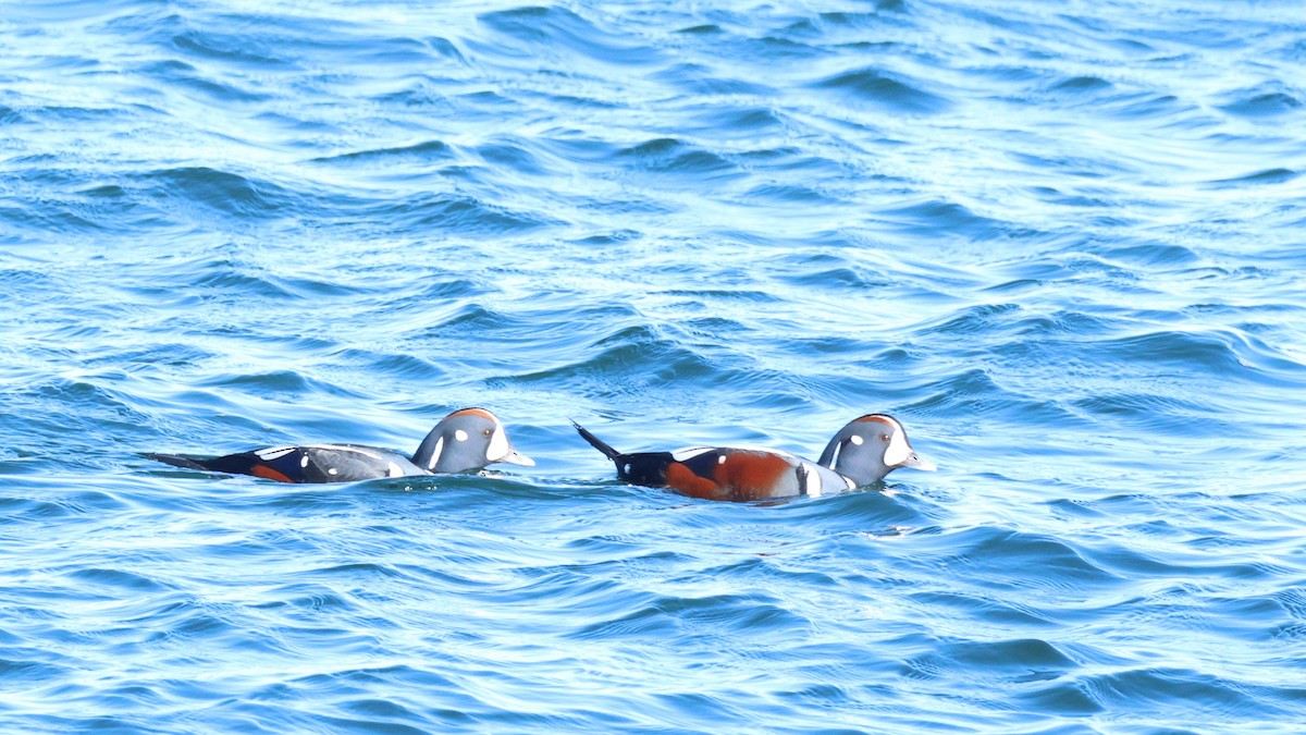 Harlequin Duck - ML644626771