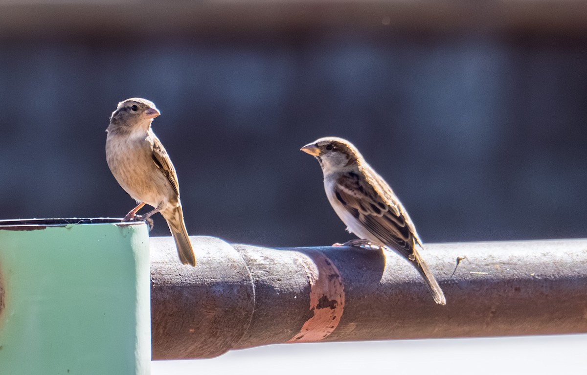 Gorrión Común - ML644626775