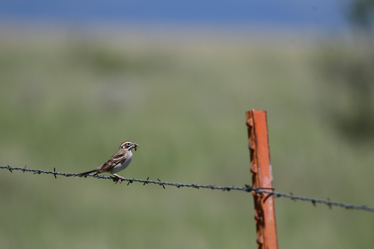 Lark Sparrow - ML644626780