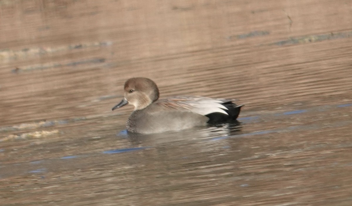 オカヨシガモ - ML644626789