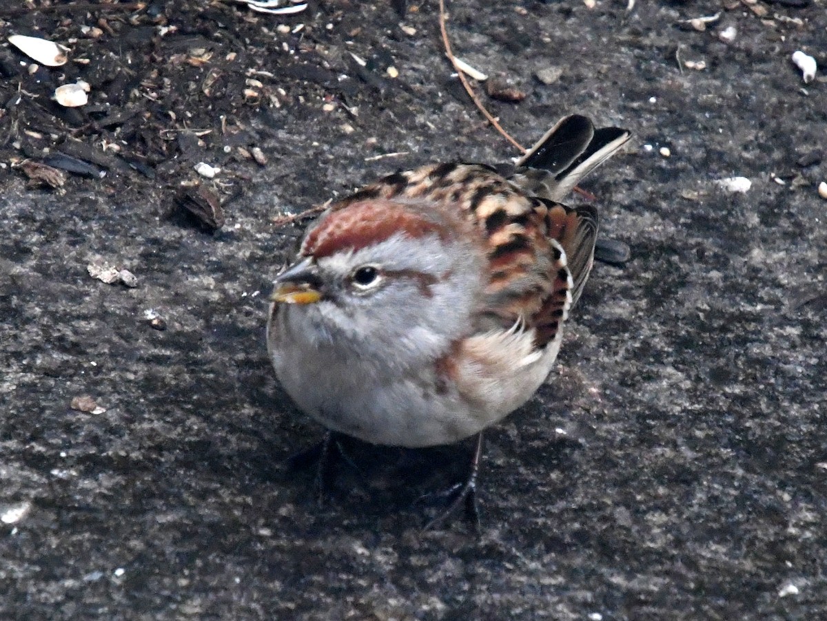 ムナフヒメドリ - ML644626791