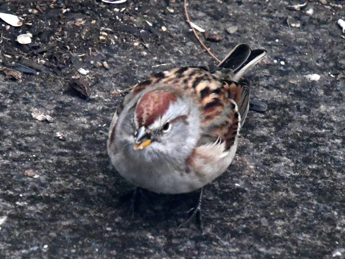 ムナフヒメドリ - ML644626792