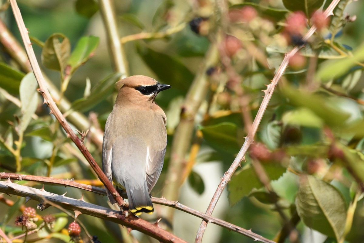 ציצנית אמריקנית - ML644626793