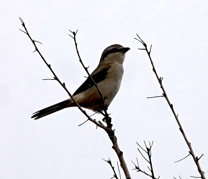 ťuhýk severní - ML644626794