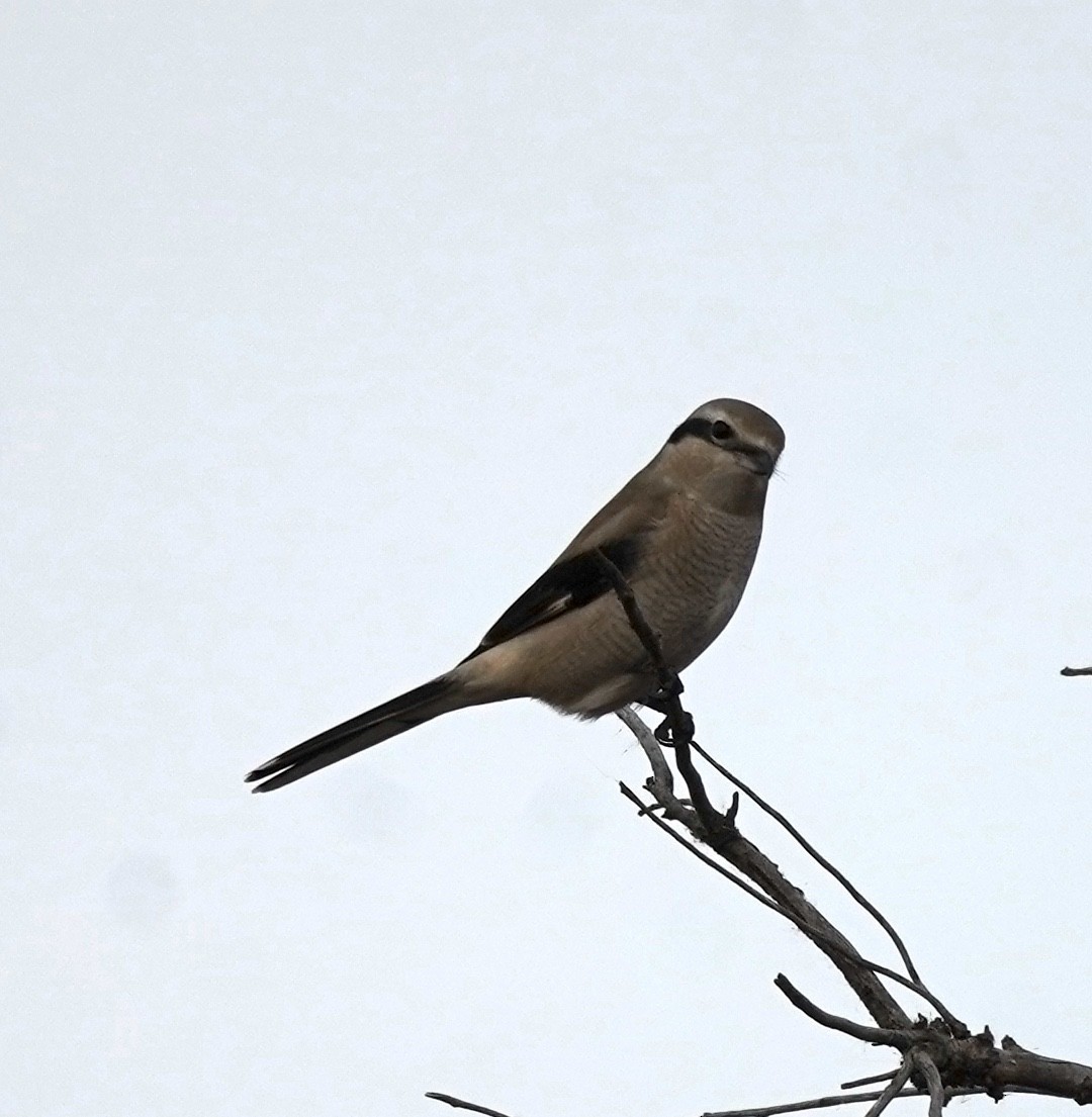 ťuhýk severní - ML644626795