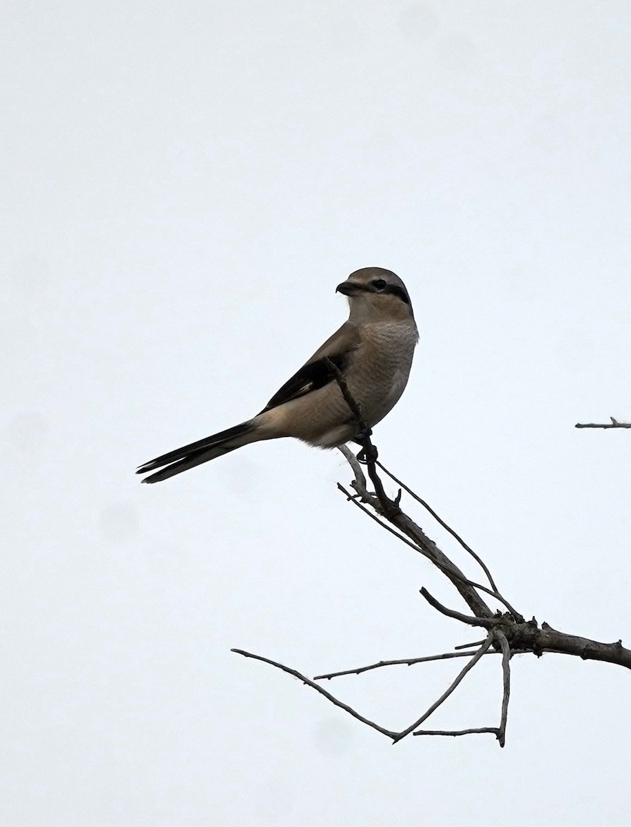 ťuhýk severní - ML644626796