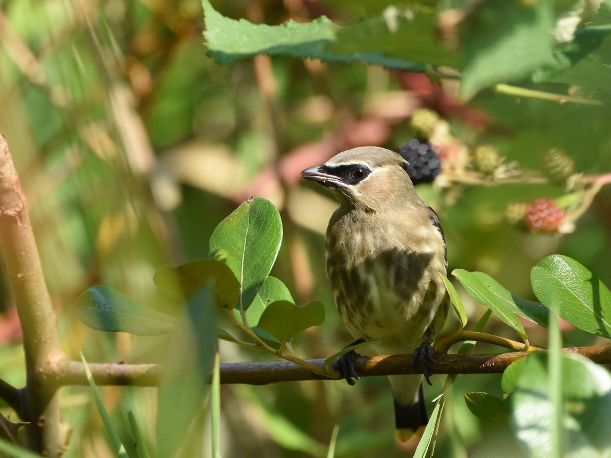 ציצנית אמריקנית - ML644626799