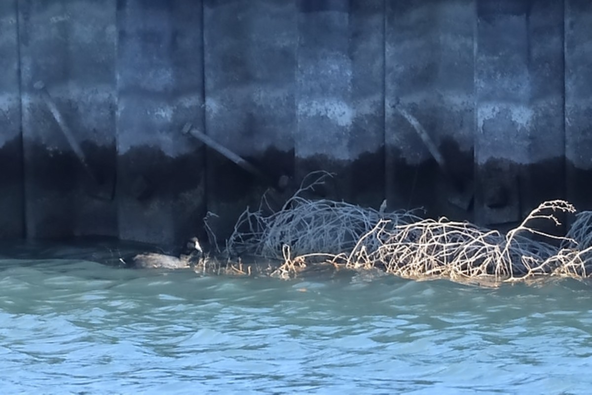 American Coot - ML644626807