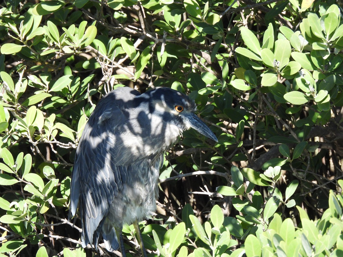 אנפת לילה צהובת-כיפה - ML644626808