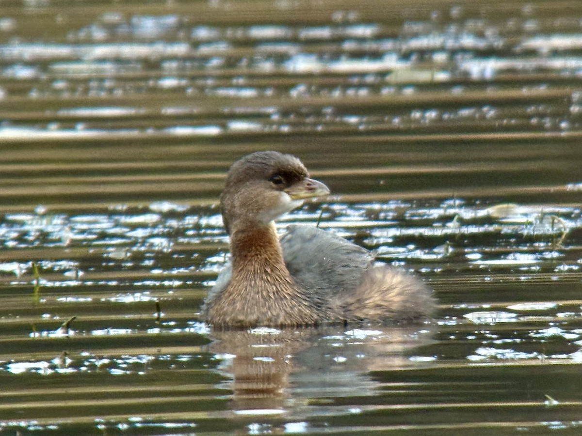 Bindentaucher - ML644626810