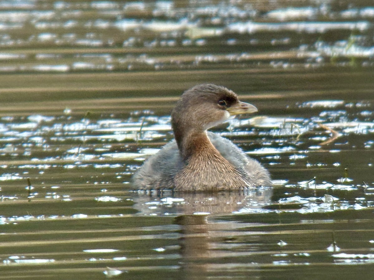 Bindentaucher - ML644626811