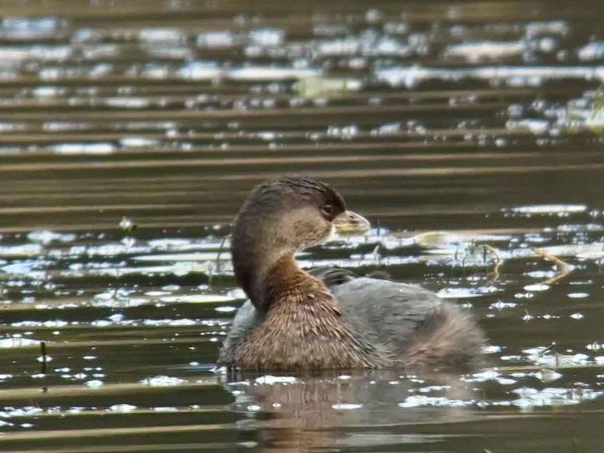 Bindentaucher - ML644626812