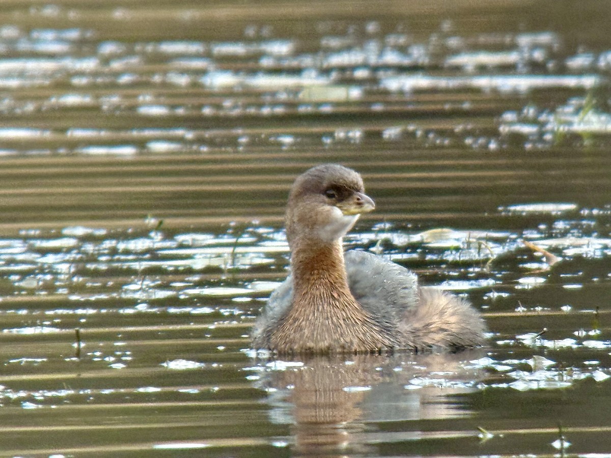 Bindentaucher - ML644626813