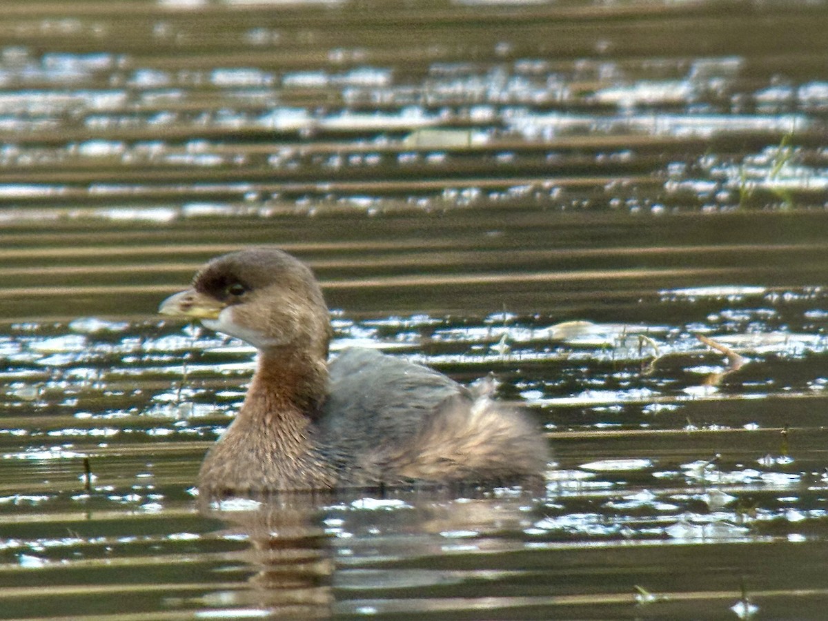 Bindentaucher - ML644626814