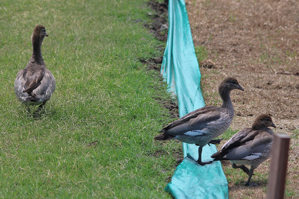 タテガミガン - ML644626817