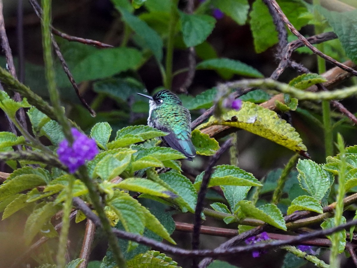 Violet-headed Hummingbird - ML644626818