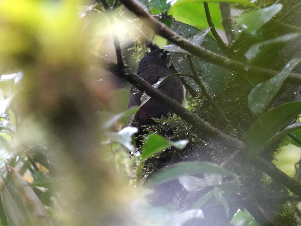 Мурашниця гватемальська - ML644626823