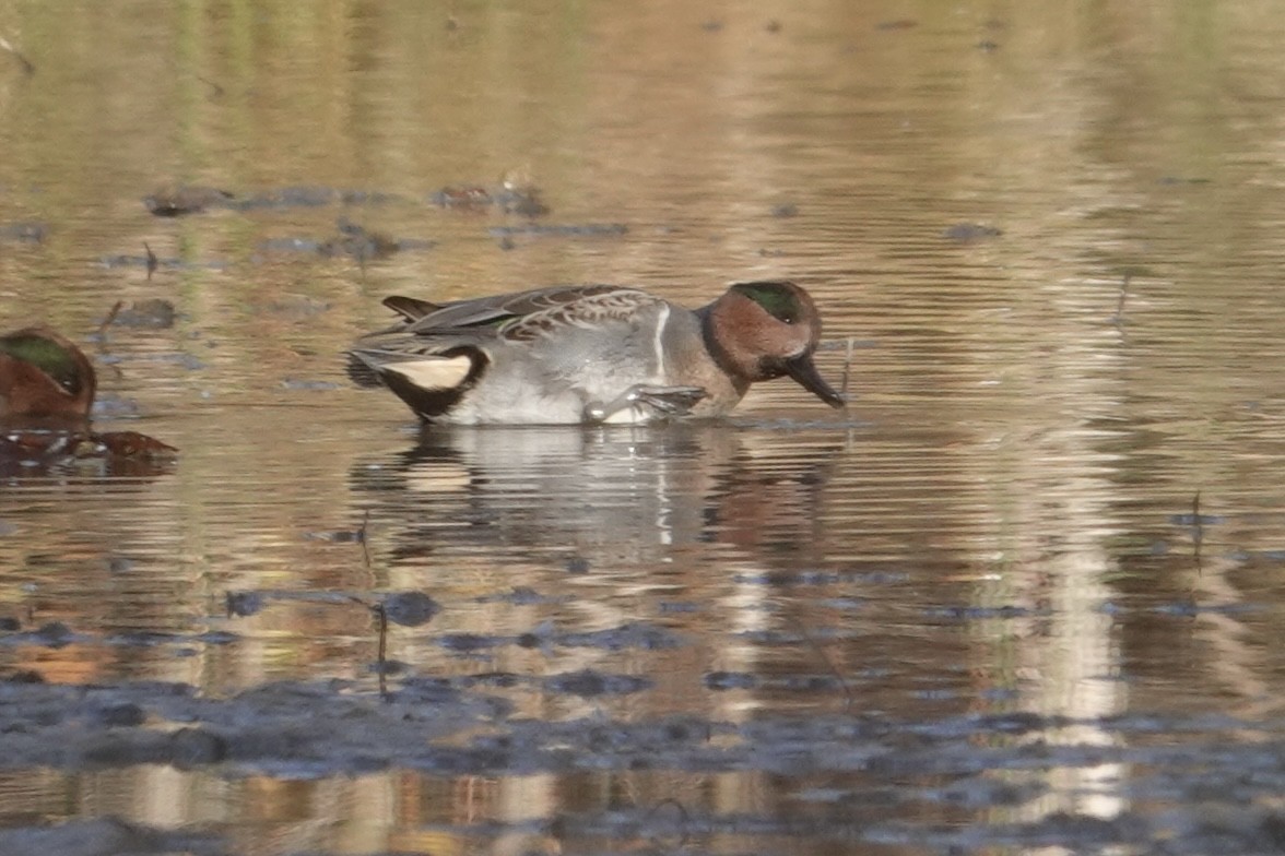 Green-winged Teal - ML644626824