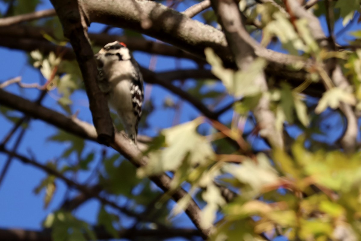 strakapoud osikový - ML644626825