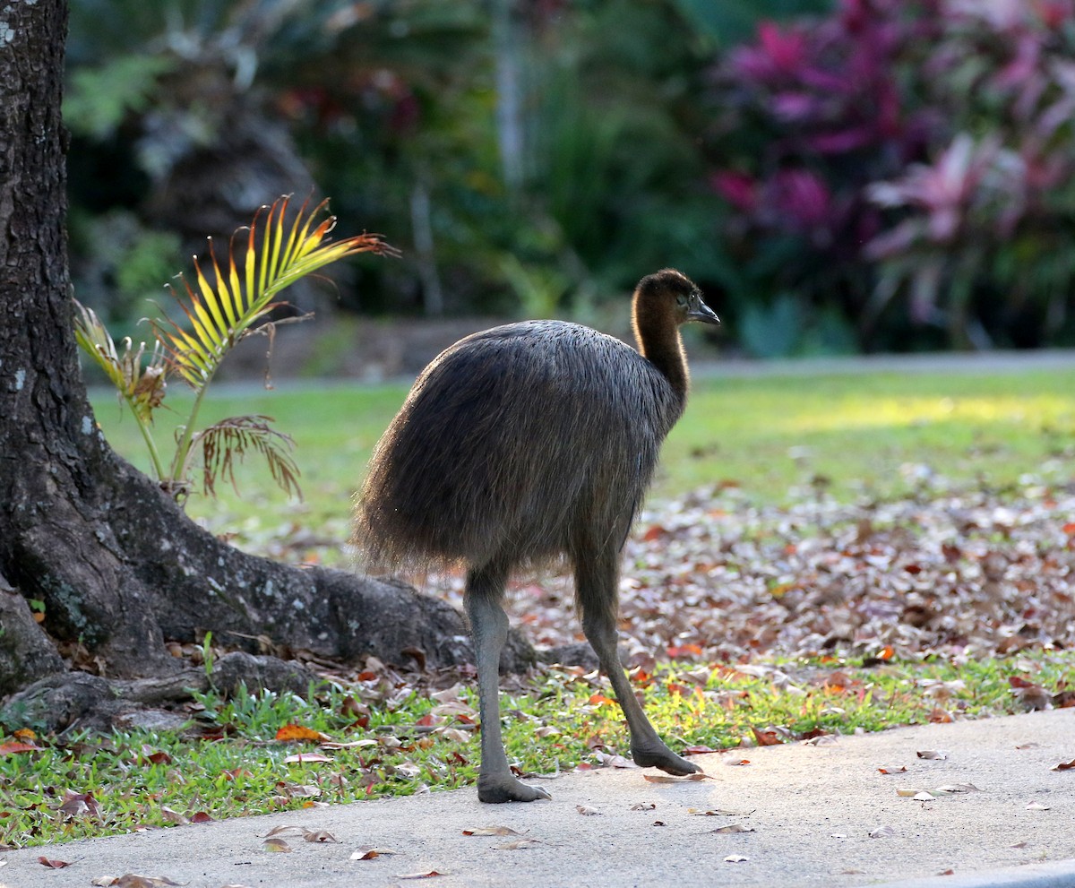 Southern Cassowary - ML644626826