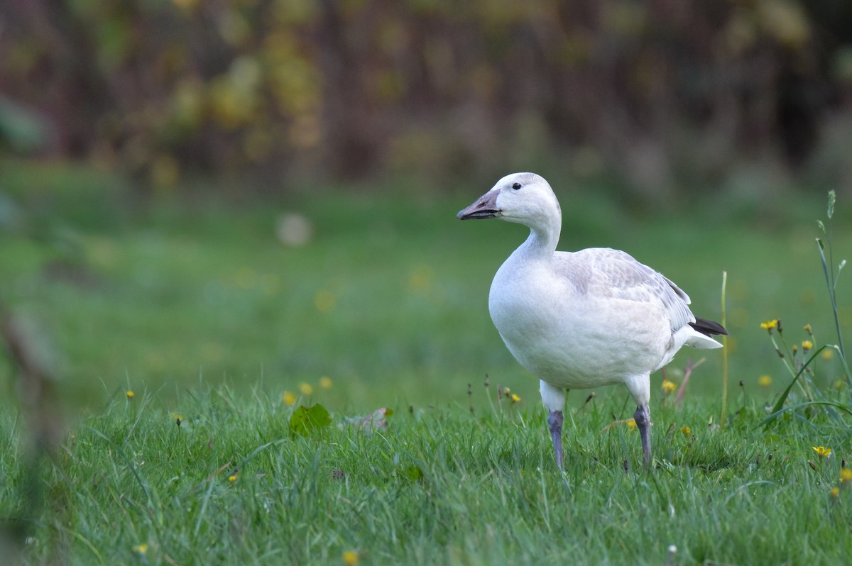 Oie des neiges - ML644626834