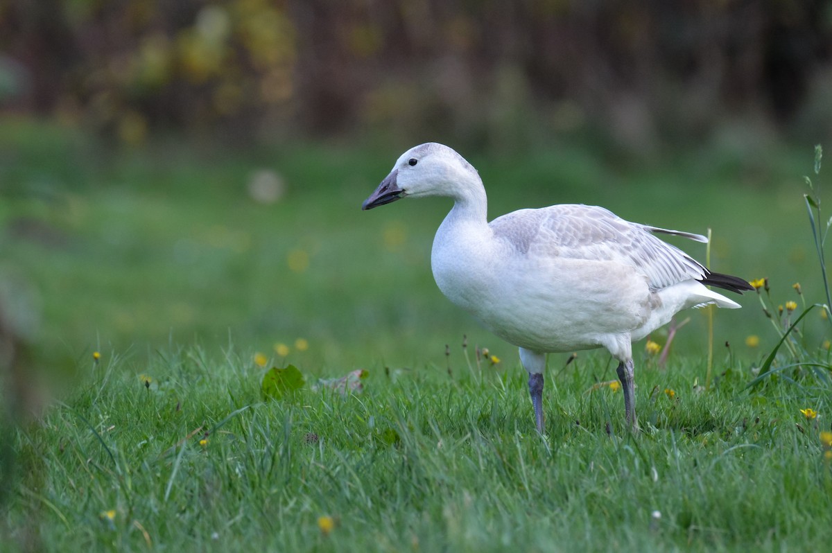 Oie des neiges - ML644626835