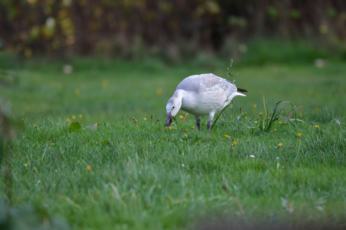 Oie des neiges - ML644626836