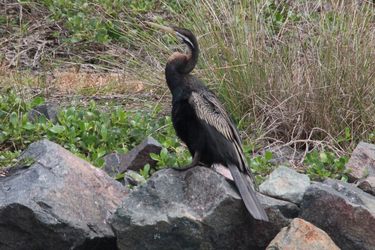 オーストラリアヘビウ - ML644626837