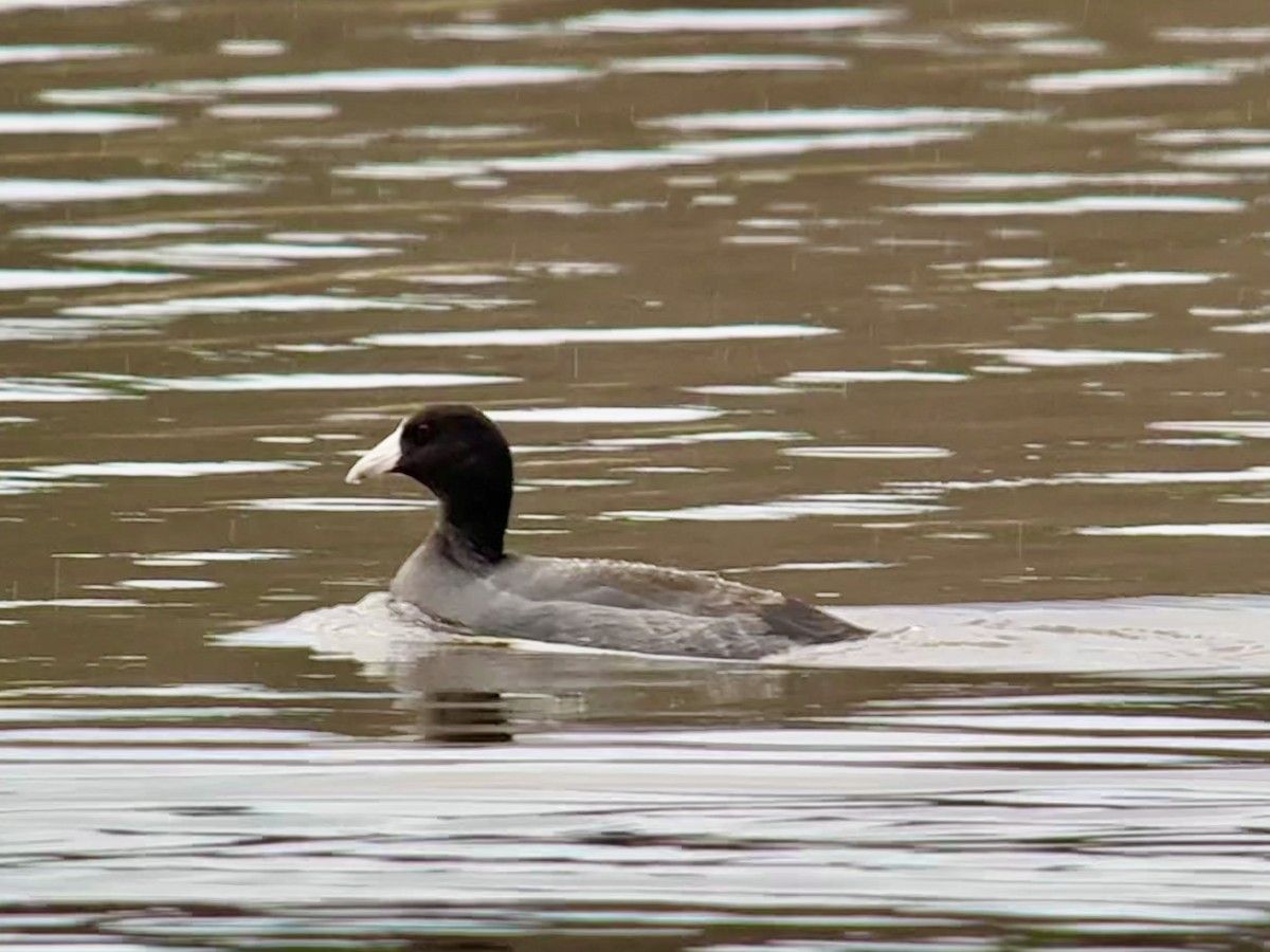 American Coot - ML644626840