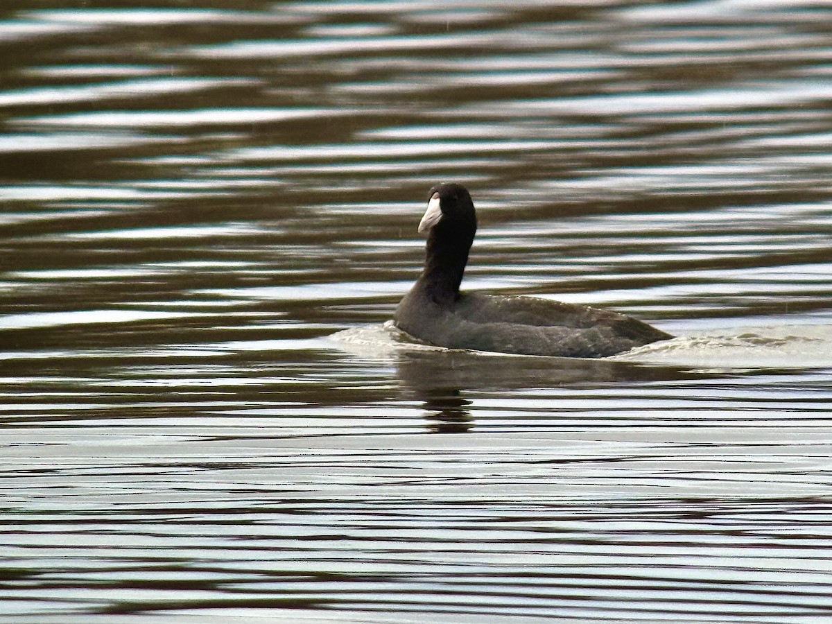 American Coot - ML644626841